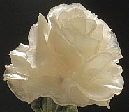 Detail of Rose Flower